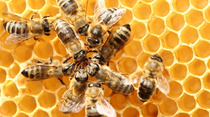 Les bienfaits des produits de la ruche en bref